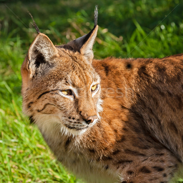 Eurasian Lynx Looking Over Shoulder Stock photo © scheriton