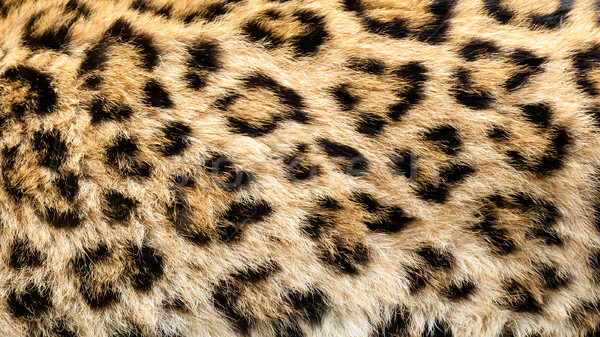 Stock photo: Real Live North Chinese Leopard Skin Texture Background