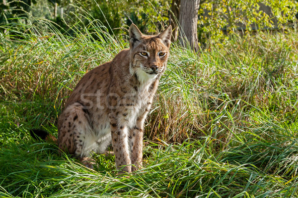 Eurasian Lynx Sitting in Long Grass Stock photo © scheriton