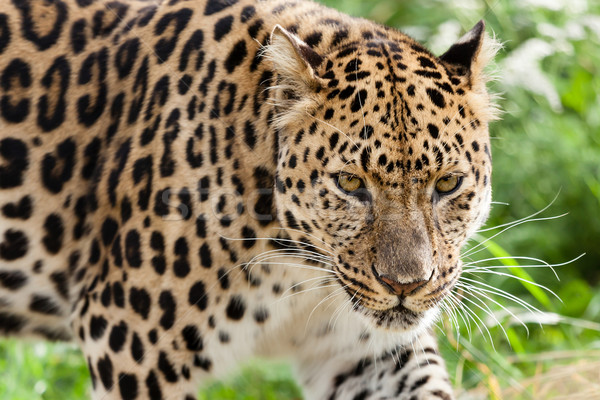 Stock photo: Head Shot of Amur Leopard Stalking Forwards