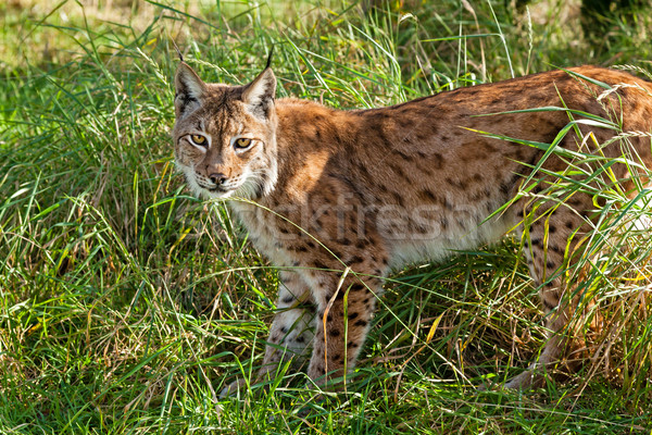Portrait of Eurasian Lynx Standing in Long Grass Stock photo © scheriton