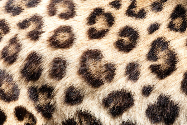 Real trăi leopard blană piele textură Imagine de stoc © scheriton