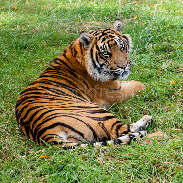 Stock photo: Sumatran Tiger Lying on Grass Looking Over Shoulder