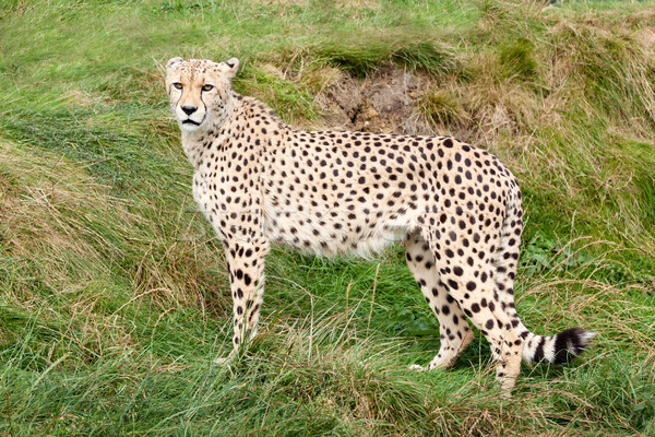 Cheetah Standing Against Grassy Bank Stock photo © scheriton