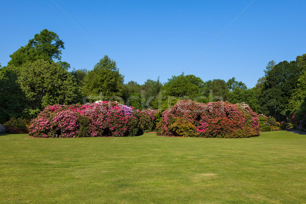 Rhododenron Flower Bushes and Trees in a Sunny Garden Stock photo © scheriton