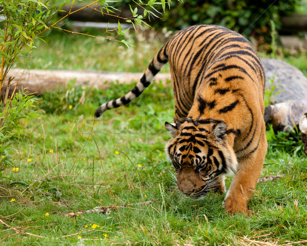 Young Sumatran Tiger Sniffing Wet Grass  Stock photo © scheriton