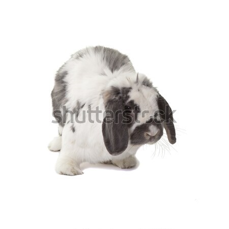 Cute Grey and White Bunny Rabbit Standing Facing Right On White Stock photo © scheriton