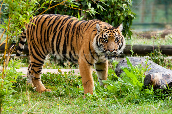 Beautiful Sumatran Tiger Growling in Greenery Stock photo © scheriton