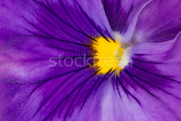 Extreme Closeup of Beautiful Purple Pansy Stock photo © scheriton