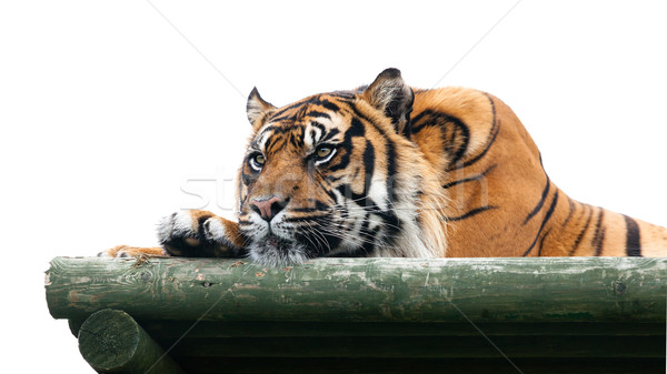 Sumatran Tiger Lying on Wooden Platform Isolated Stock photo © scheriton