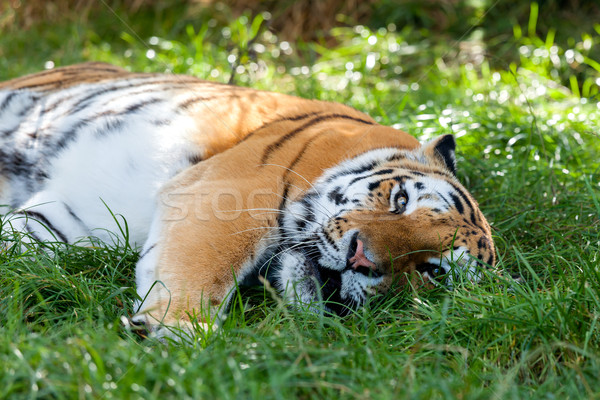 Beautiful Amur Tiger Lying Down Resting in Grass Stock photo © scheriton