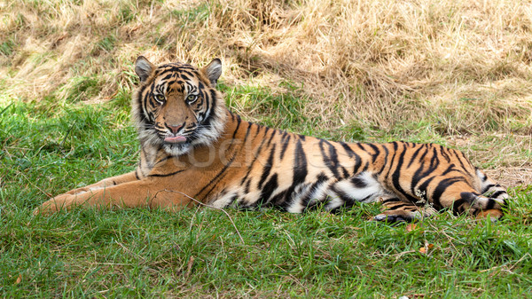Szumátrai tigris fű természet tigris környezet szőr Stock fotó © scheriton