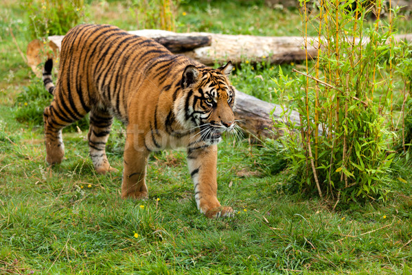 Young Sumatran Tiger Prowling Through Greenery Stock photo © scheriton