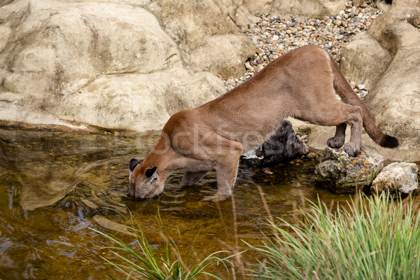 Puma Fishing in a Pond Stock photo © scheriton