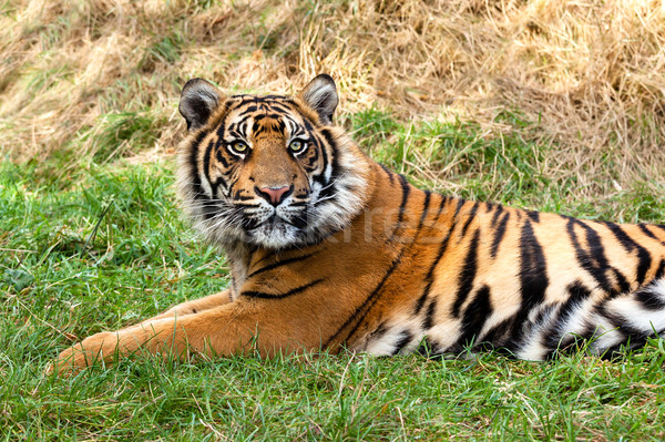 Stock photo: Curious Sumatran Tiger Lying in the Grass