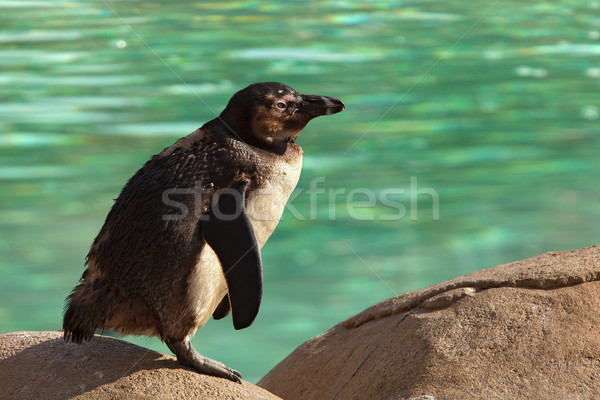 Foto stock: Pinguim · em · pé · rocha · verde · água