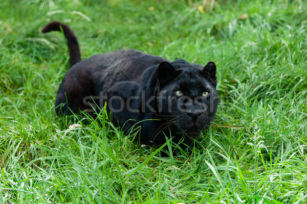 Black Leopard Ready to Pounce in Long Grass Stock photo © scheriton