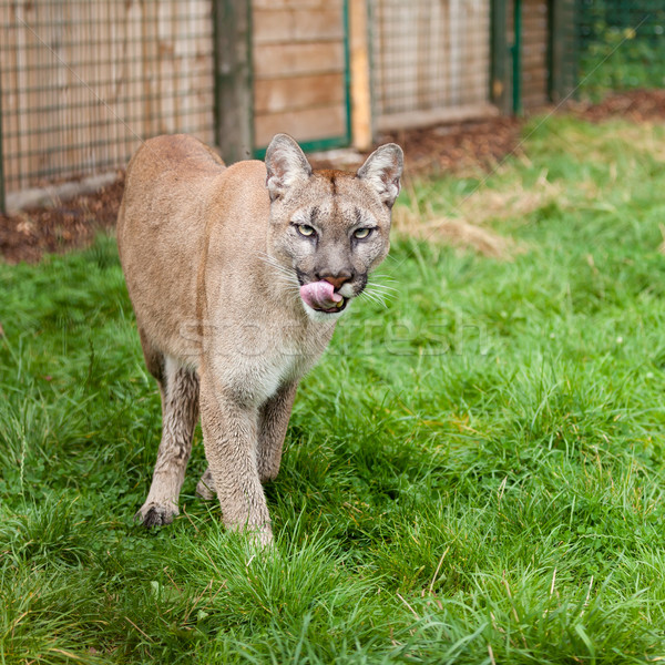 Prowling Puma Licking Lips in Enclosure Stock photo © scheriton