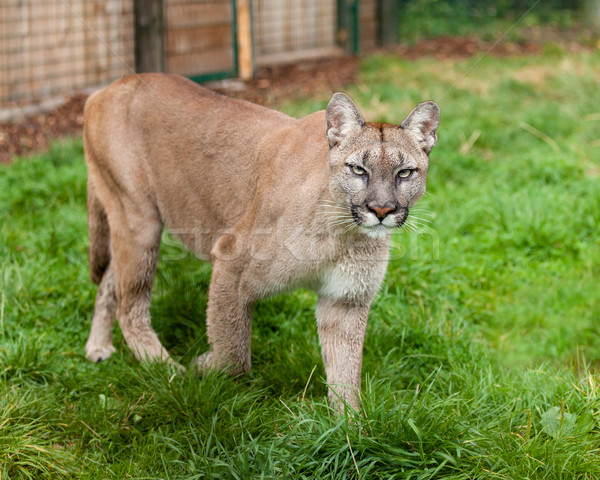 Puma Stalking Through Enclosure Stock photo © scheriton