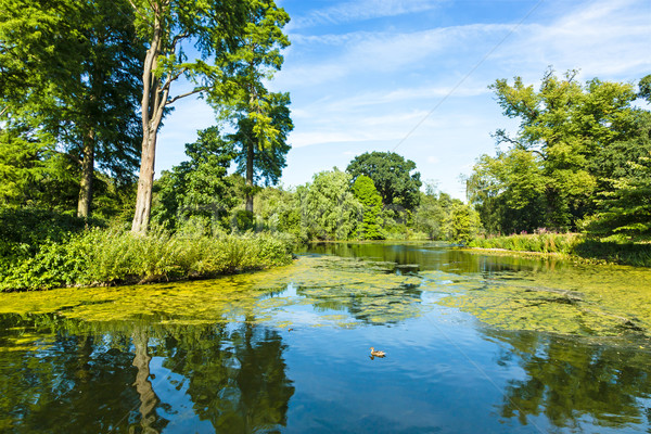 Lush Green Woodland Park Reflecting in Tranquil Pond  Stock photo © scheriton