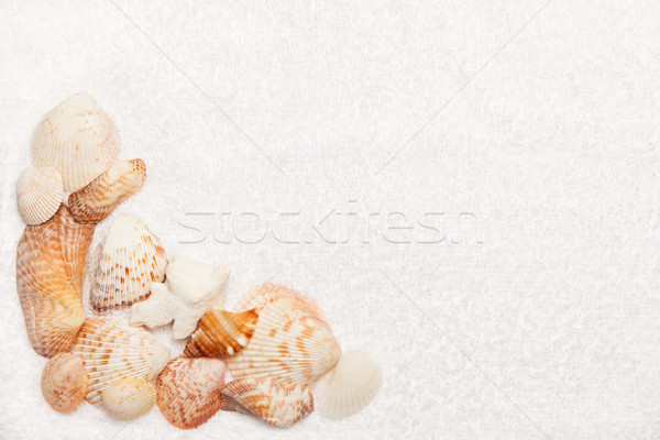 Sea Shell Border on White Fluffy Towel Stock photo © scheriton