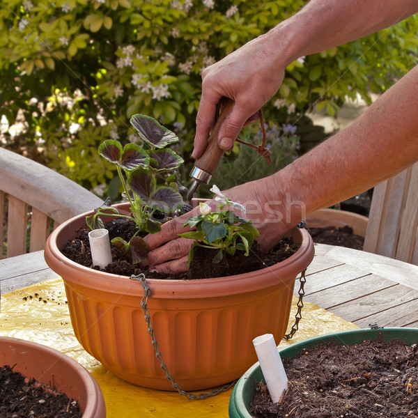 Man Planting Hanging Basket with Flowers for Summer Garden Stock photo © scheriton