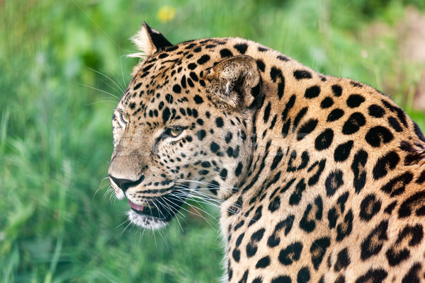 Stock photo: Head Short Portrait of Beautiful Amur Leopard