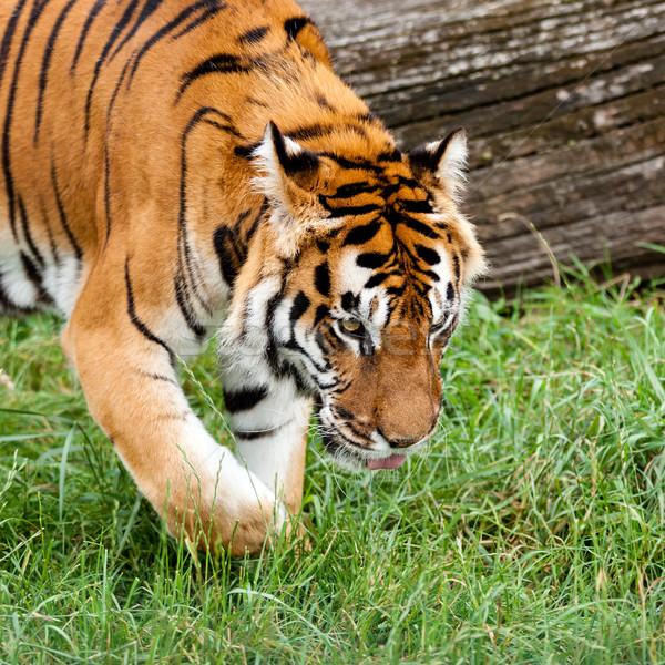 Bengal Tiger Searching for Something in Grass Stock photo © scheriton