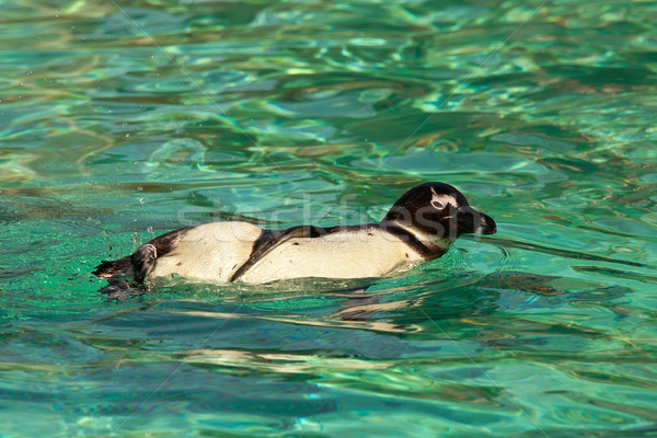 Humboldt Penguin Swimming in Green Water Stock photo © scheriton