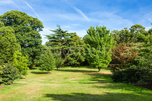 Lush Green Beautiful Woodland Park Garden Stock photo © scheriton