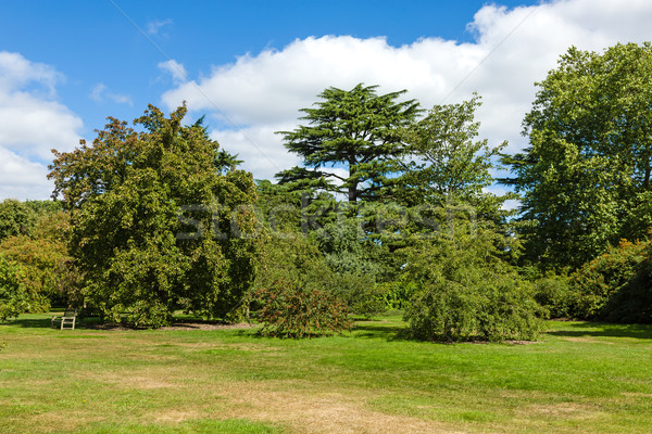 Beautiful Lush Green Woodland Garden in Sunshine Stock photo © scheriton