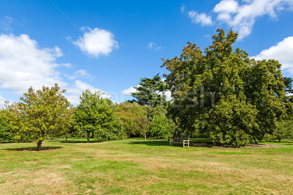 Weelderig groene rustig tuin zonneschijn hemel Stockfoto © scheriton