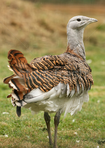 Magnifique portrait oiseau bleu Homme coq [[stock_photo]] © scooperdigital