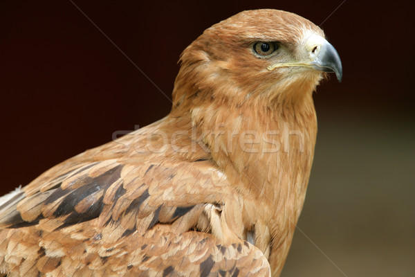 Aigle portrait plumes rouge Afrique africaine [[stock_photo]] © scooperdigital