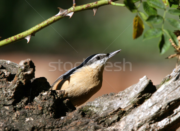 Nuthatch Stock photo © scooperdigital