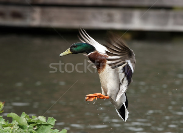 Canard Homme vol eau oeil oiseau [[stock_photo]] © scooperdigital