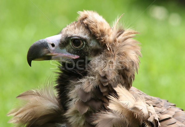 Paon portrait fond vert bleu animaux [[stock_photo]] © scooperdigital