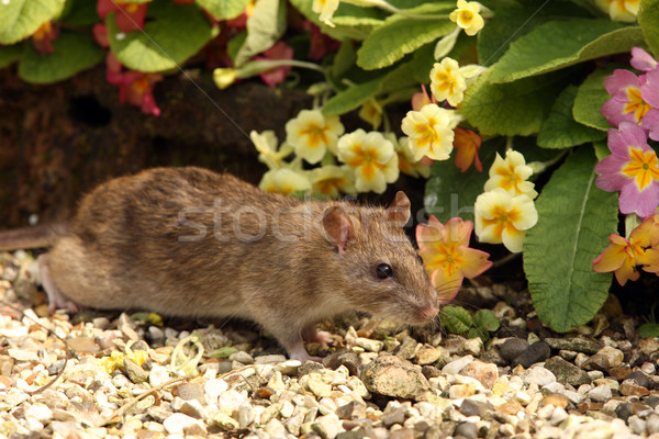 Brun rat sauvage jardin blé [[stock_photo]] © scooperdigital