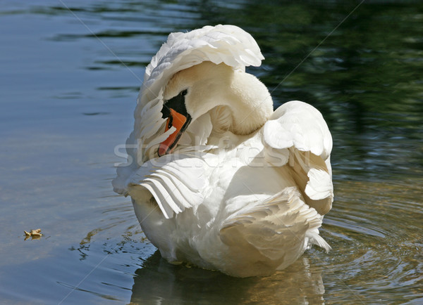 Cisne silenciar água primavera laranja pássaro Foto stock © scooperdigital