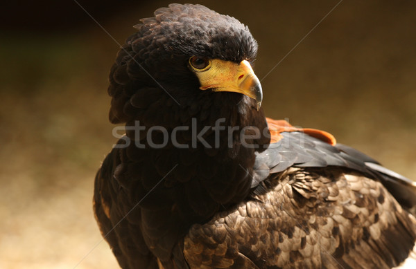 Sólyom portré szem madár fekete közelkép Stock fotó © scooperdigital