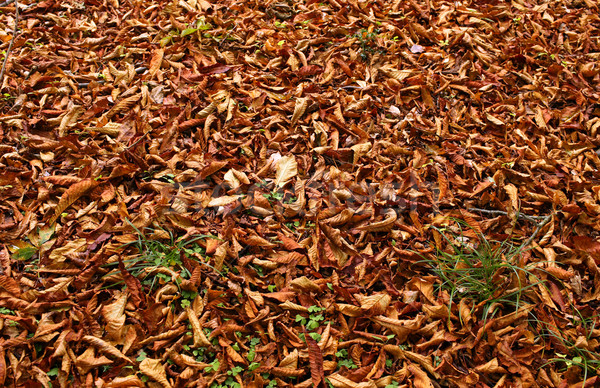 ковер лес оранжевый осень цветами Сток-фото © scooperdigital