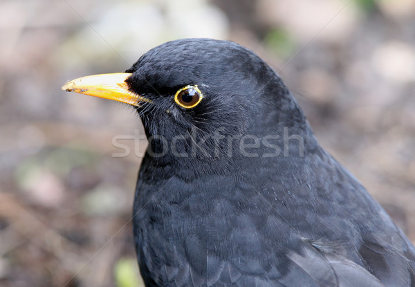 Amsel männlich Garten Sommer orange Stock foto © scooperdigital