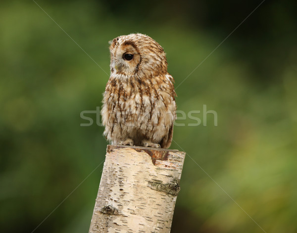 Tawny Owl Stock photo © scooperdigital