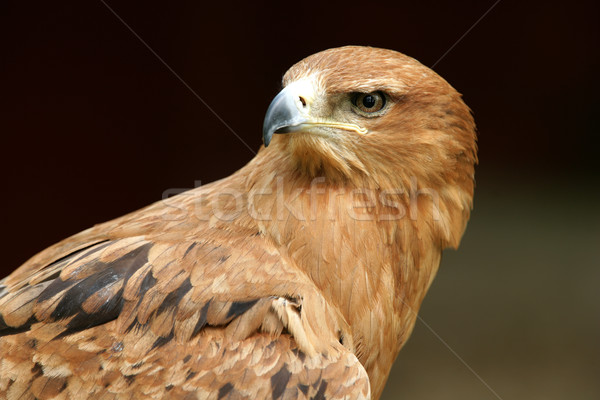 Aigle portrait yeux oiseau Afrique africaine [[stock_photo]] © scooperdigital