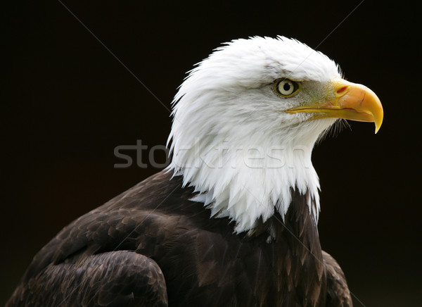 Calvo águila retrato naturaleza fondo pluma Foto stock © scooperdigital
