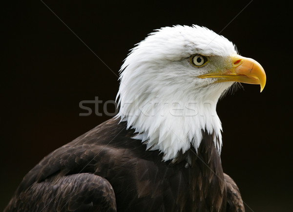 Bald Adler Porträt Natur Hintergrund Feder Stock foto © scooperdigital