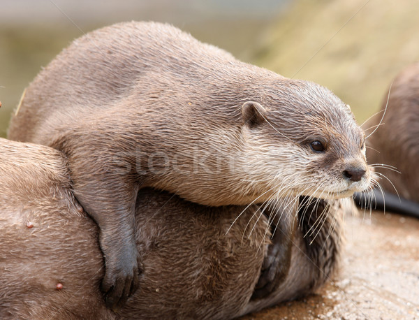 Cute Otters Stock photo © scooperdigital