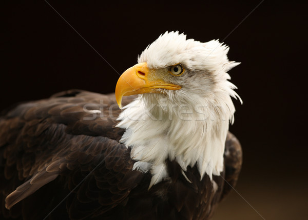 Bald Eagle Stock photo © scooperdigital