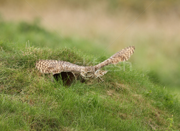 Burrowing Owl Stock photo © scooperdigital