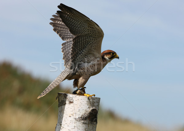 Falcon oiseau Homme vol [[stock_photo]] © scooperdigital